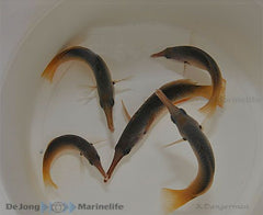 Gomphosus caeruleus (female)