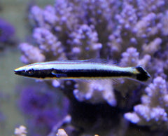 Hologymnosus annulatus