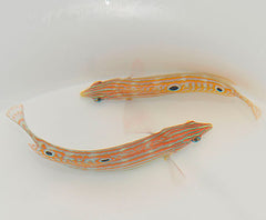 Halichoeres cosmetus