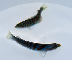 Halichoeres leucurus (female)