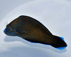 Halichoeres leucurus (male)