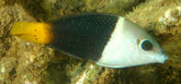 Hemigymnus melapterus