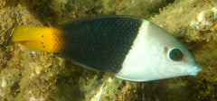Hemigymnus melapterus