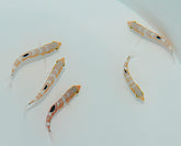 Halichoeres radiatus