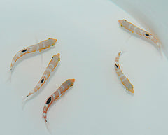 Halichoeres radiatus