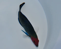 Halichoeres rubricephalus