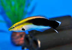 Labroides pectoralis