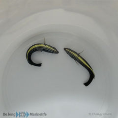 Labropsis xanthonota