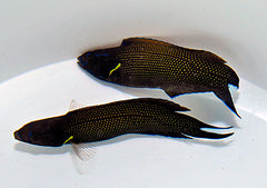 Labropsis xanthonota