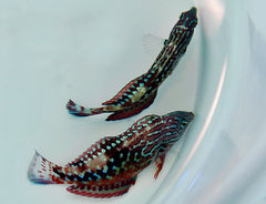 Macropharyngodon bipartitus (male)