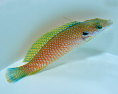 Macropharyngodon kuiteri