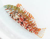 Macropharyngodon lapillus