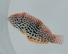 Macropharyngodon meleagris (female)