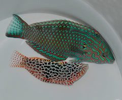 Macropharyngodon meleagris (male)