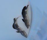 Macropharyngodon negrosensis