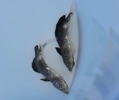 Macropharyngodon negrosensis