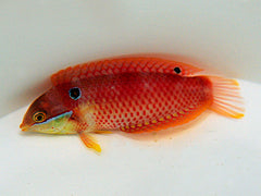 Macropharyngodon vivienae