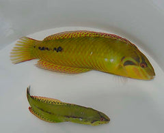 Novaculichthys macrolepidotus