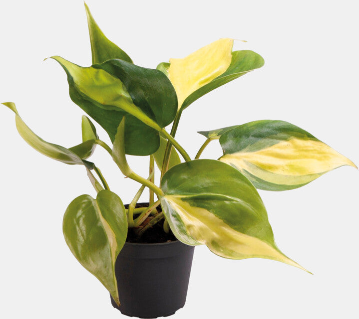 PT-Philodendron Scandens Brazil