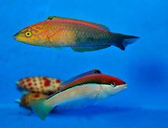 Pseudojuloides atavai (female)