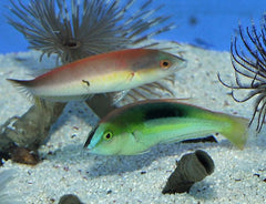 Pseudojuloides kaleidos (pair)