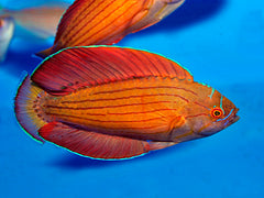 Paracheilinus octotaenia