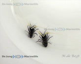 Panulirus versicolor