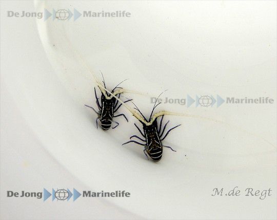Panulirus versicolor