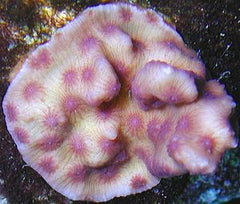 Echinopora mammiformis