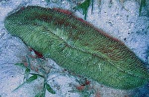 Herpolitha limax (Green)