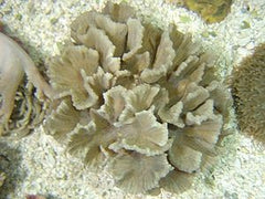Pectinia spp.