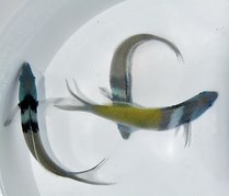 Thalassoma bifasciatum