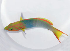 Thalassoma lutescens