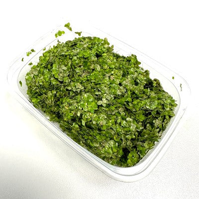 Lemna sp. portion