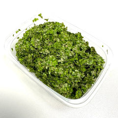 Lemna sp. portion