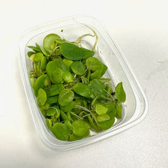 Limnobium laevigatum los