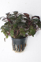 Lobelia cardinalis mini in pot