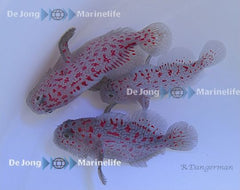 Caracanthus madagascariensis