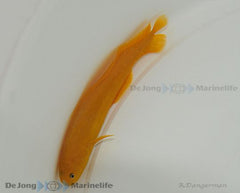 Diancistrus fuscus
