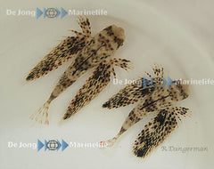 Dactyloptena macracantha