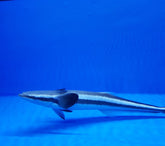 Echeneis naucrates
