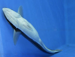Echeneis naucrates