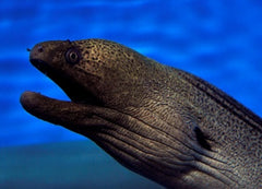 Gymnothorax javanicus