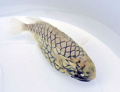 Monocentris japonica