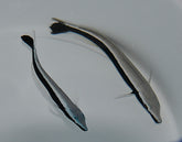 Malacanthus latovittatus