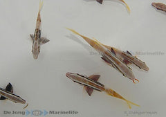 Parupeneus barberinoides