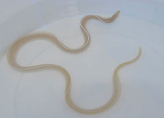 Pseudechidna brummeri