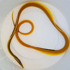 Rhinomuraena quaesita (Yellow)