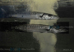 Sphyraena barracuda