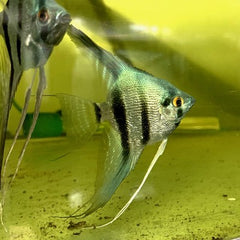 Pt. scalare Maanvis platina blue SM